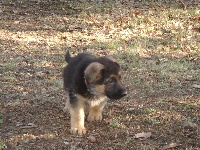 cyrus